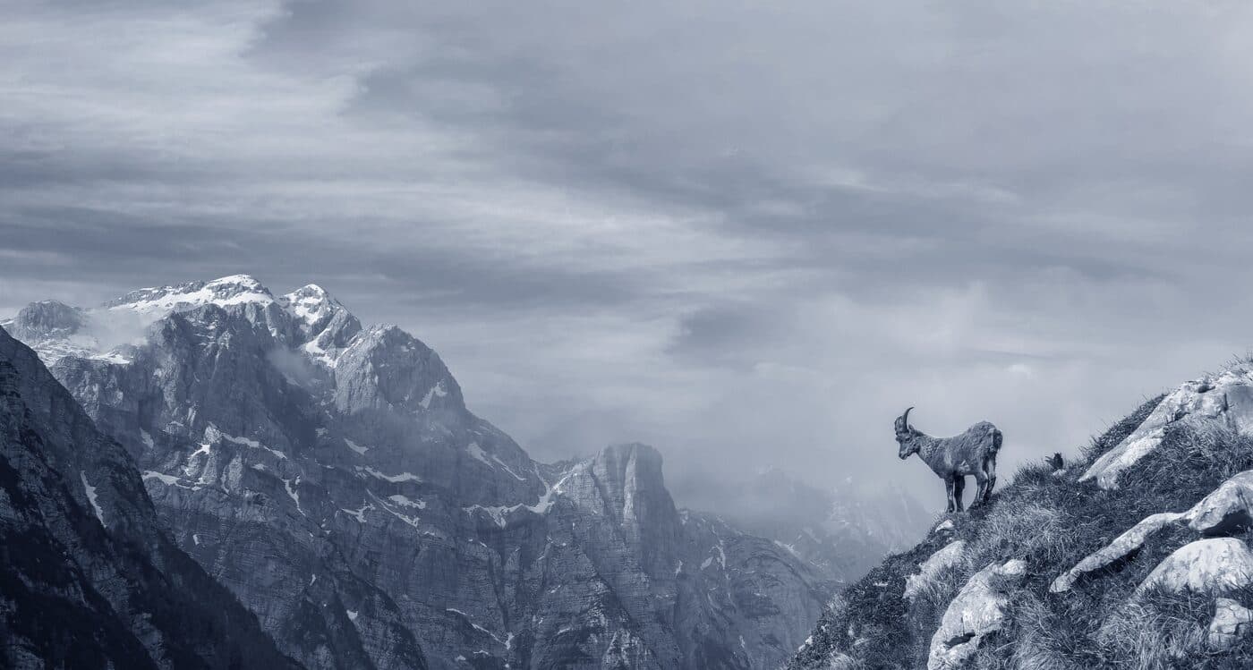 An alpine ibex on a mountain ridge