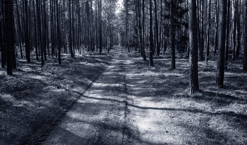 A path through spring woodland